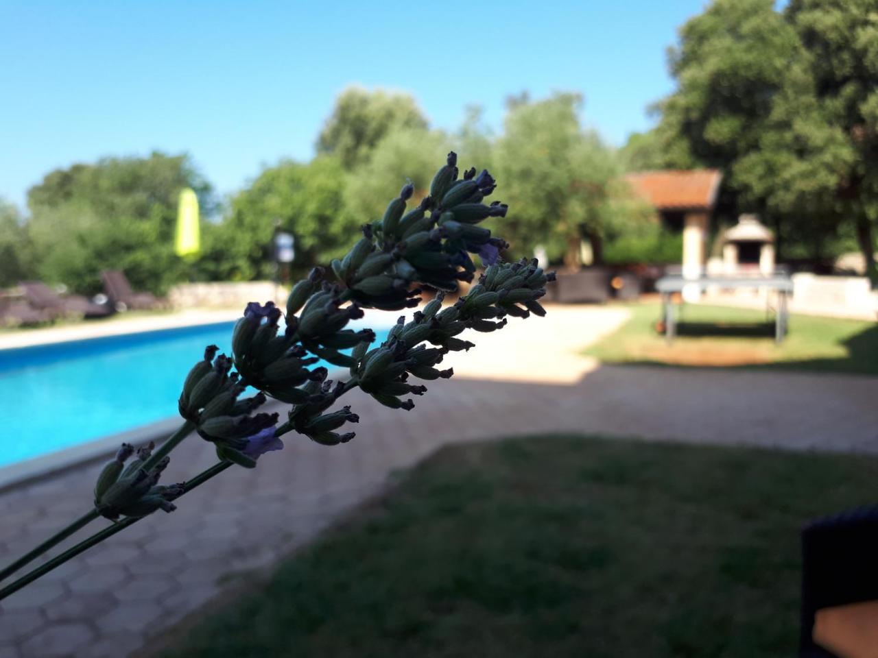 Guesthouse "Barboska" - Big Outdoor Swimming Pool & Private Tennis Court Vodnjan Exterior foto